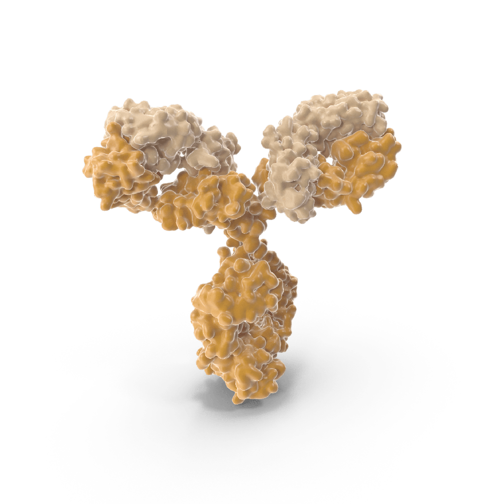 Mouse Anti-HSV type 1, 2 gB Monoclonal antibody, cloneR7J0B5
